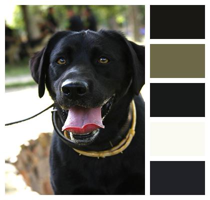 Dog Service Dog Labrador Retriever Image